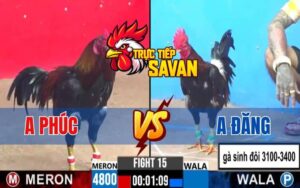 Trận 15 CPC3 08/02/2025 Giữa Anh Đăng Và Anh Phúc