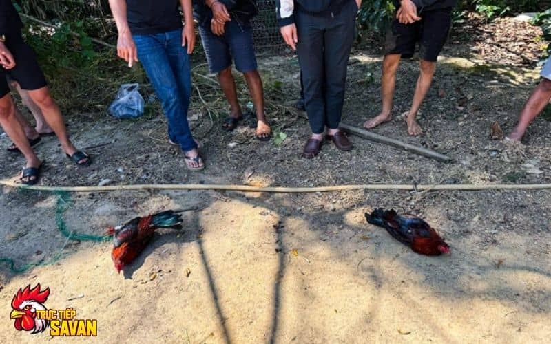 6 đối tượng tổ chức đánh bạc đá gà tại Lâm Đồng 6 đối tượng tổ chức đánh bạc đá gà tại Lâm Đồng