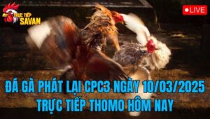 Đá Gà Phát Lại CPC3 Ngày 10/03/2025 - Trực Tiếp Thomo Hôm Nay