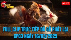 Full Clip Trực Tiếp Đá Gà Phát Lại CPC3 Ngày 16/03/2025