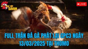 Full Trận Đá Gà Phát Lại CPC3 Ngày 13/03/2025 Tại Thomo