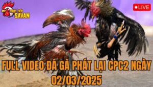 Full Video Đá Gà Phát Lại CPC2 Ngày 02/03/2025