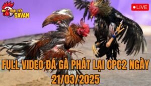 Full Video Đá Gà Phát Lại CPC2 Ngày 21/03/2025