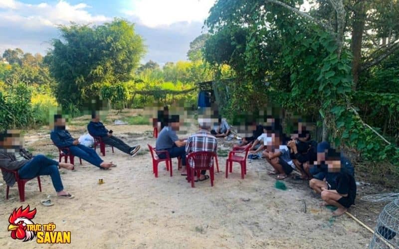 Hiện trường tổ chức đá gà cựa sắt ăn tiền Hiện trường tổ chức đá gà cựa sắt ăn tiền