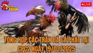 Tổng Hợp Các Trận Đá Gà Phát Lại CPC2 Ngày 19/03/2025