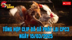 Tổng Hợp Clip Đá Gà Phát Lại CPC3 Ngày 15/03/2025