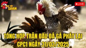 Tổng Hợp Trận Đấu Đá Gà Phát Lại CPC1 Ngày 31/03/2025