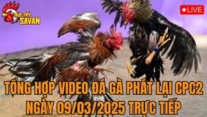 Tổng Hợp Video Đá Gà Phát Lại CPC2 Ngày 09/03/2025 Trực Tiếp
