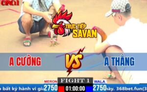 Trận 1 CPC1 Ngày 18/03/2025 - Gà Anh Thắng Hạ Đối Thủ Ói Chạy