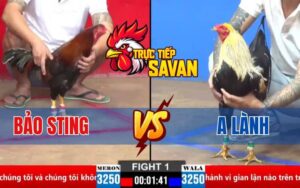 Trận 1 CPC2 Ngày 30/03/2025 – Gà Điều Anh Bảo Sting Hạ Gà Chuối Sụm Nụ