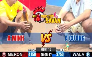 Trận 10 CPC3 Ngày 04/03/2025 - Gà Anh Cường Chấp 4 Chấm Hạ Anh Minh Gãy Giò