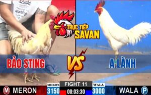 Trận 11 CPC2 Ngày 02/03/2025 - Anh Bảo Sting Và Anh Lành