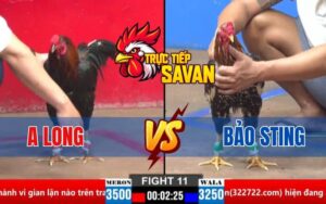 Trận 11 CPC2 Ngày 30/03/2025 – Gà Điều Anh Long Hạ Gà Bảo Sting Xỉu