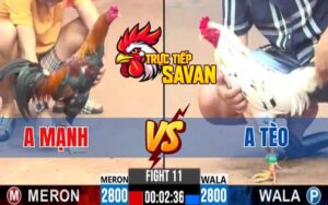 Trận 11 CPC3 Ngày 04/03/2025 - Gà Điều Anh Mạnh Hạ Anh Tèo Nhanh Chóng