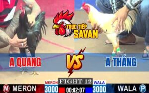 Trận 12 CPC1 Ngày 03/03/2025 - Gà Ô Anh Quang Lùa Gà Bướm Anh Thắng