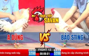 Trận 12 CPC2 Ngày 21/03/2025 - Gà Anh Bảo Sting Hạ Gục Đối Thủ Ở Phút Cuối
