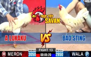 Trận 13 CPC2 Ngày 12/03/2025 - Bảo Sting Dí Bạc Anh Lukaku Và Cái Kết