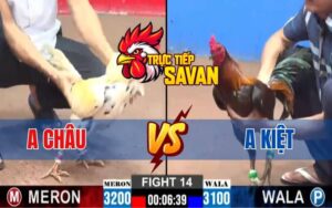 Trận 14 CPC2 Ngày 16/03/2025 - Gà Anh Kiệt Có Chân Phản, Dí Gà Anh Châu