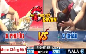 Trận 15 CPC2 Ngày 09/06/2025 - Gà Anh Phước Chồng Độ 3 Cái