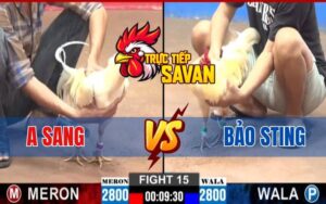 Trận 15 CPC2 Ngày 12/03/2025 - Bảo Sting Đụng Gà Cọp Của Anh Sang