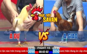 Trận 15 CPC2 Ngày 30/03/2025 – Gà Anh Dự Canh Chặn Đá Gà Khét Bỏ Chạy