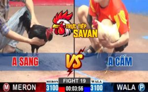 Trận 19 CPC2 Ngày 16/03/2025 - Gà Anh Cấm Hạ Chí Mạng Gà Anh Sang