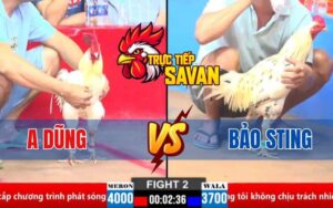 Trận 2 CPC2 Ngày 21/03/2025 - Gà Bướm Của Bảo Sting Thắng Nhẹ Nhàng
