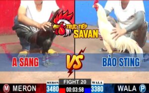 Trận 20 CPC2 Ngày 12/03/2025 - Gà Bảo Sting Gồng Mình Hạ Gà Anh Sang