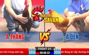 Trận 21 CPC2 Ngày 21/03/2025 - Gà Anh Đen Đâm Gà Điều Ói Chết Tại Chỗ