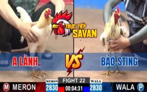 Trận 22 CPC2 Ngày 02/03/2025 - Bảo Sting Rớt Nài Khi Gặp Bướm Cọp Anh Lành