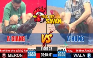 Trận 23 CPC3 Ngày 13/03/2025 - Gà Anh Hưng Ra Cựa Khủng Hạ Gà Anh Giang