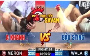 Trận 24 CPC2 Ngày 12/03/2025 - Gà Anh Khanh Hạ Bảo Sting Chỉ 3 Chân Đá