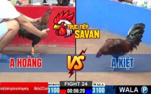 Trận 24 CPC2 Ngày 16/03/2025 - Gà Anh Kiệt Đá Khôn Khéo Hạ Anh Hoàng