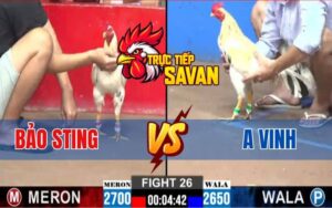 Trận 26 CPC2 Ngày 12/03/2025 - Gà Bảo Sting Và Anh Vinh Chiến Ác Liệt