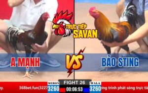 Trận 26 CPC2 Ngày 21/03/2025 - Gà Anh Mạnh Đá Bảo Sting Cứng Mình
