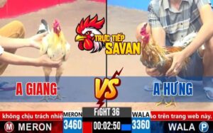 Trận 36 CPC3 Ngày 13/03/2025 - Gà Bướm Anh Giang Hạ Anh Hưng Dễ Dàng