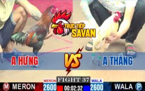 Trận 37 CPC1 Ngày 03/03/2025 - Gà Anh Hưng Và Gà Anh Thắng