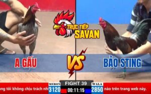 Trận 39 CPC2 Ngày 30/03/2025 – Gà Anh Bảo Nhẹ Ký Nhưng Thắng Nhẹ Nhàng