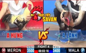 Trận 4 CPC2 Ngày 16/03/2025 - Gà Anh Hưng Đá Gà Anh Lành Không Kịp Dở Giò