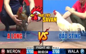 Trận 40 CPC2 Ngày 02/03/2025 - Bảo Sting Hạ Gà Anh Long Đá Ăn 7 Dễ Dàng