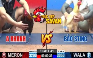 Trận 41 CPC2 Ngày 12/03/2025 - Gà Bảo Sting Khôn Khéo Hạ Gà Anh Khanh