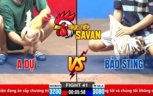 Trận 41 CPC2 Ngày 30/03/2025 – Gà Bướm Của Anh Bảo Sting Quá Hay
