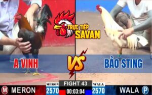 Trận 43 CPC2 Ngày 12/03/2025 - Gà Bảo Sting Bị Gà Anh Vinh Đá Gãy Chân