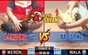 Trận 5 CPC2 Ngày 12/03/2025 - Anh Phương Hạ Bảo Sting Sau 2 Tay Nước