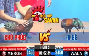 Trận 5 CPC3 Ngày 16/03/2025 - Gà Chú Phúc Hạ Anh Bé Chỉ Với Tay Nước Đầu