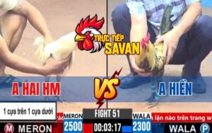 Trận 51 CPC3 Ngày 17/03/2025 - Gà Anh Hai Hóc Môn Đá Như Súng Bắn