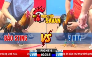 Trận 6 CPC2 Ngày 21/03/2025 - Gà Anh Huy Thua Đắng Khi Dí Bạc Idol