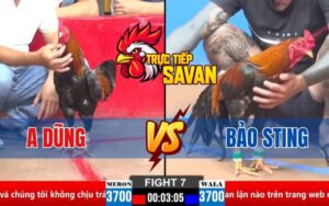 Trận 7 CPC2 Ngày 21/03/2025 - Gà Anh Bảo Sting Đâm Cứng Mình Gà Anh Dũng