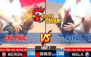 Trận 7 CPC3 Ngày 16/03/2025 - Gà Chú Phúc Đá Cựa Hiểm, Lọt Gà Que Anh Thảo