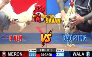 Trận 8 CPC2 Ngày 02/03/2025 - Bướm Hiệu Bảo Sting Đụng Độ Bướm Cọp Anh Vẹn